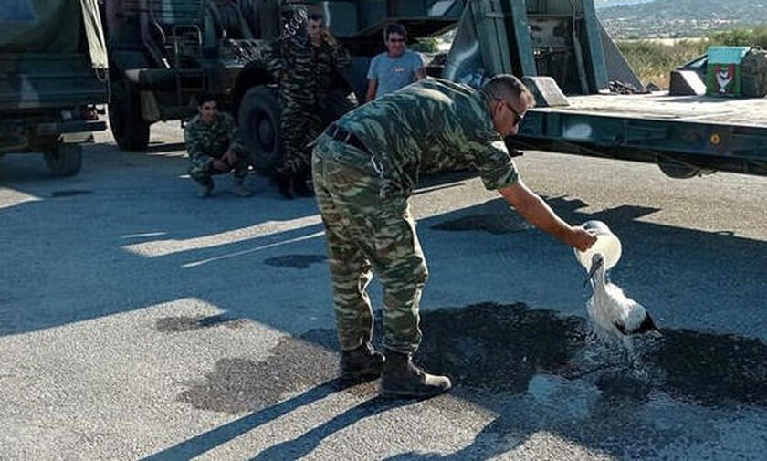 Λέσβος: Στρατιωτικός φροντίζει μικρό πελαργό που κάηκε στα πόδια από την πυρκαγιά