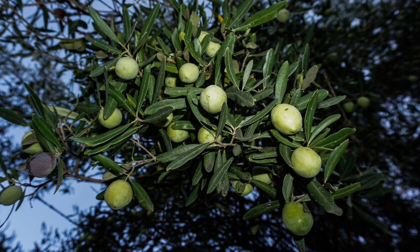 Λάδι: Στα ύψη οι τιμές το φετινό χειμώνα 