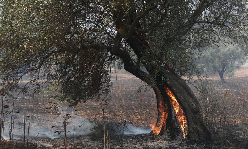 Εβρος: 14η ημέρα μαίνεται η πυρκαγιά – Σε επιφυλακή οι κάτοικοι στο Σουφλί