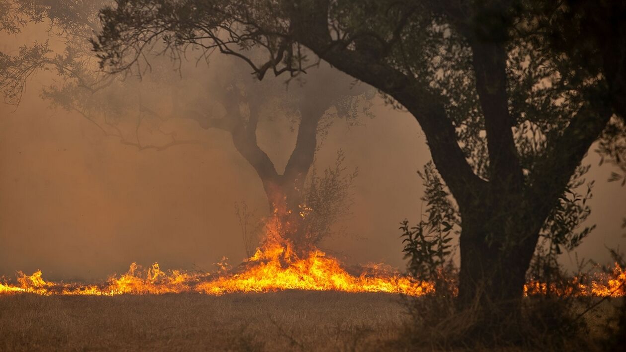 Πυροσβεστική: 42 αγροτοδασικές πυρκαγιές το τελευταίο εικοσιτετράωρο