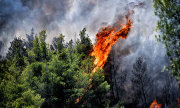 Εύβοια: Ξέσπασε πυρκαγιά στον Αλμυροπόταμο - Δίπλα στα σπίτια οι φλόγες (vid)