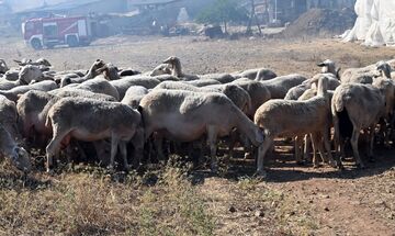 Πανώλη στα αιγοπρόβατα: Εκτεταμένοι έλεγχοι στις κτηνοτροφικές μονάδες της Θεσσαλίας