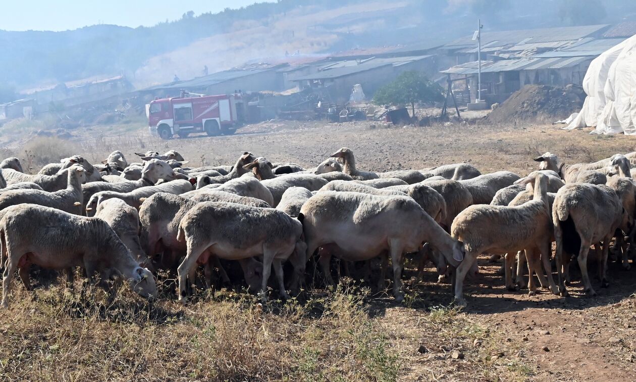 Συναγερμός για τα κρούσματα πανώλης: Μετά τη Θεσσαλία, η Κόρινθος