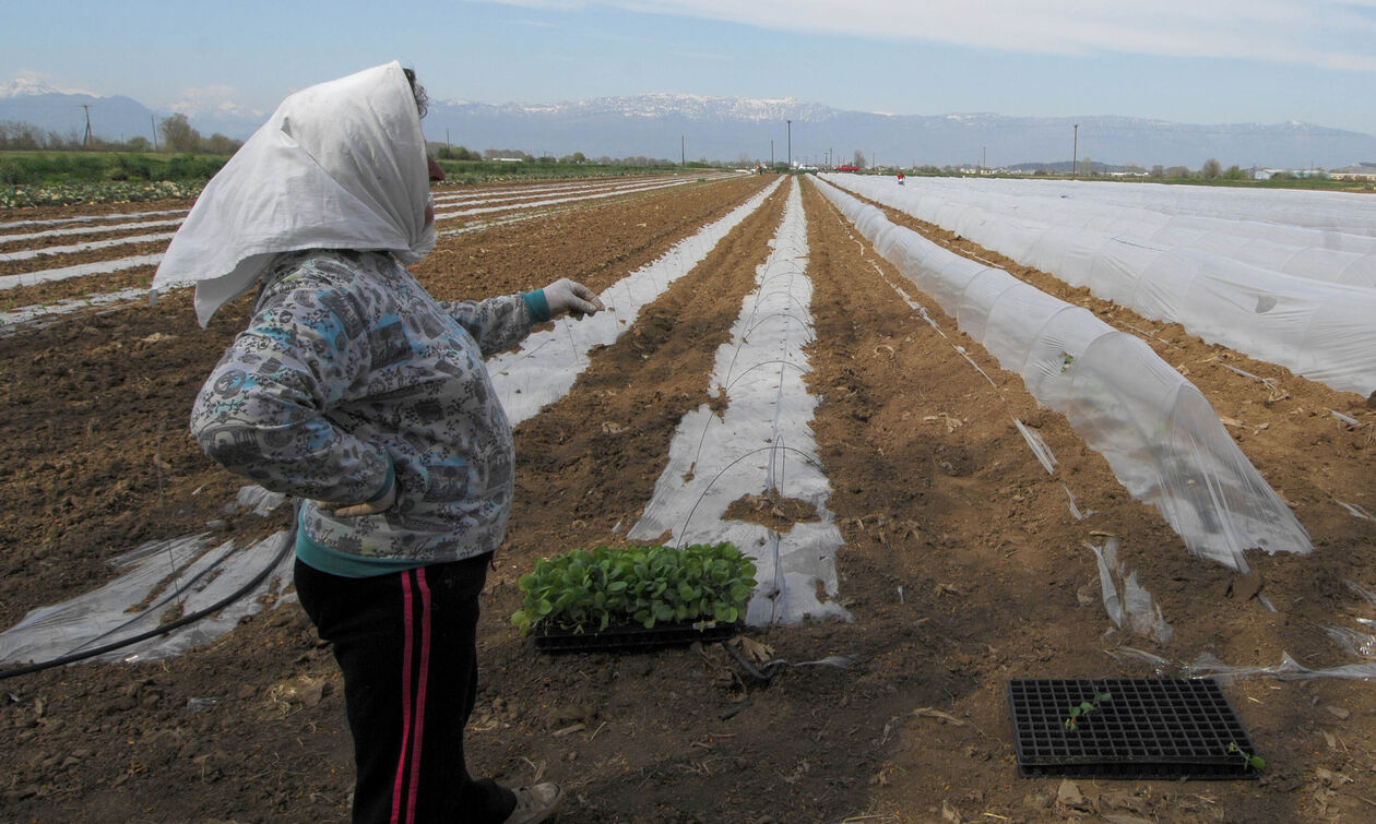 Πότε καταβάλλεται το επίδομα των 1.000 και 700 ευρώ στις πολύτεκνες και τρίτεκνες αγρότισσες