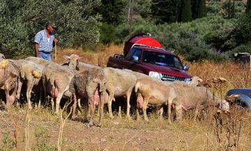 Aποζημιώσεις για τους κτηνοτρόφους που έχασαν ζώα από την ευλογιά των αιγοπροβάτων